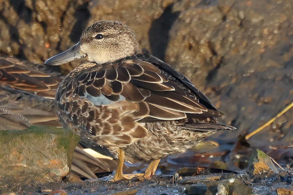 Blue-winged teal